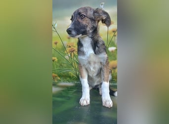 Hazel, möchte die Welt entdecken