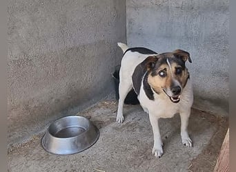 Leo 3, sucht einen Gnadenplatz
