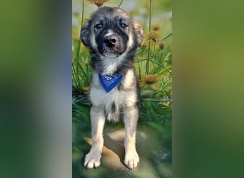 Mailo, verspielt und lieb
