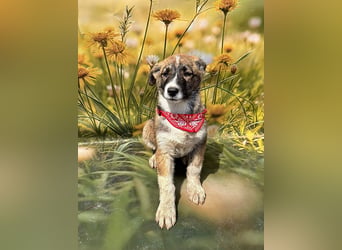 Hazel, möchte die Welt entdecken