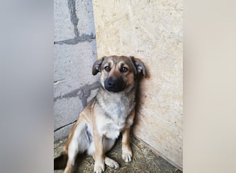 Kira, lieb und verspielt