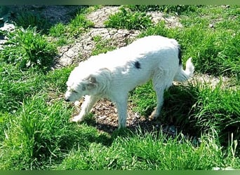 Daisy, sehr lieb und sozial