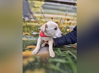 Fay, sucht ein Kuschelkörbchen
