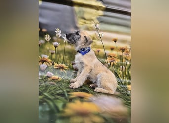 Toby, verspielt und lieb