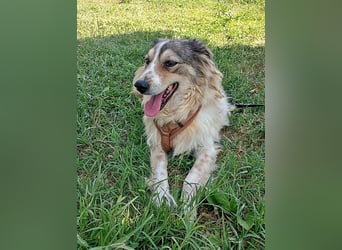 Carlotta, sucht einen Gnadenplatz