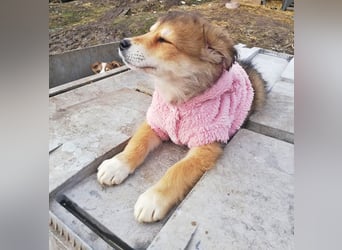 Priya, Welpenmädchen möchte die Welt entdecken