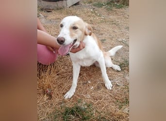 Tilly, freundlich und sanft