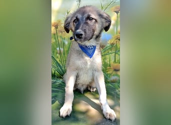 Ozzy, sucht seine Menschen