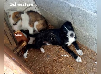 Suika, verspielt und noch etwas schüchtern