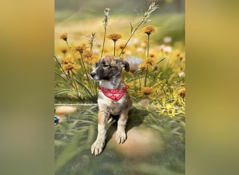 Hazel, möchte die Welt entdecken
