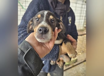 Paul wünscht sich ein Zuhause