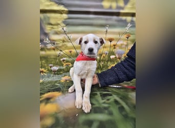 Fay, sucht ein Kuschelkörbchen