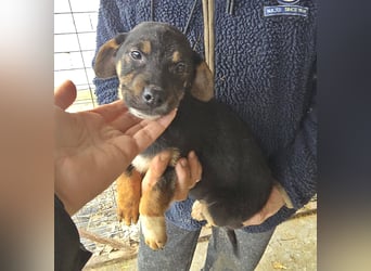 Lotti, kleines Mädchen sucht großes Glück