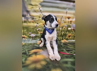 Joey, kleiner Herzensbrecher