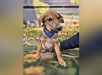 Boomer sucht das Abenteuer