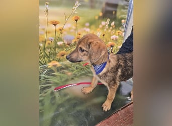 Boomer sucht das Abenteuer