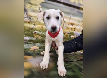 Fay, sucht ein Kuschelkörbchen