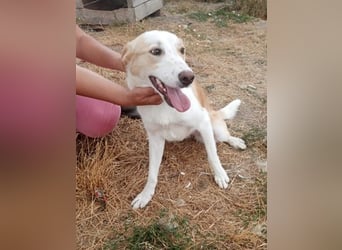 Tilly, freundlich und sanft