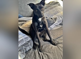 Bella, auf einer Pflegestelle in 48527 Nordhorn