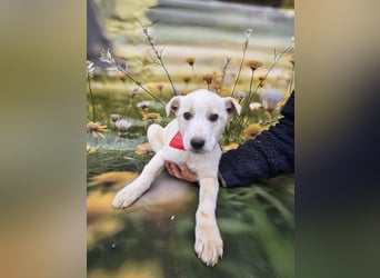 Fay, sucht ein Kuschelkörbchen