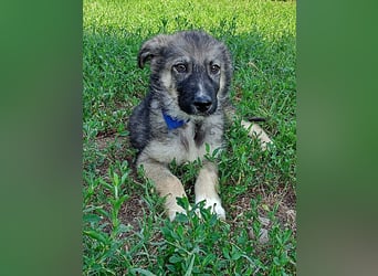 Mailo, verspielt und lieb