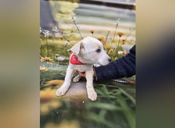 Fay, sucht ein Kuschelkörbchen
