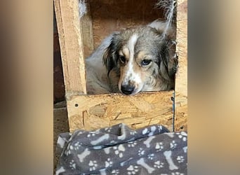 Carlotta, sucht einen Gnadenplatz