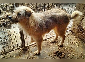 Benji, sehr freundlich