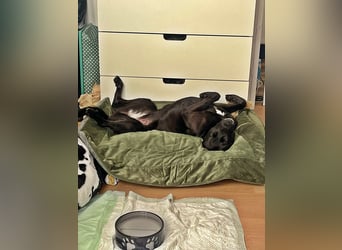 Bella, auf einer Pflegestelle in 48527 Nordhorn