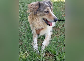 Carlotta, sucht einen Gnadenplatz