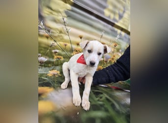 Fay, sucht ein Kuschelkörbchen