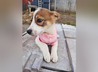 Sandy, freundliches Welpenmädchen