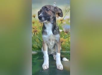Hazel, möchte die Welt entdecken