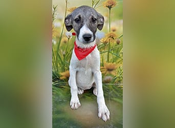 Leia, ausreisefertig um Neues zu entdecken