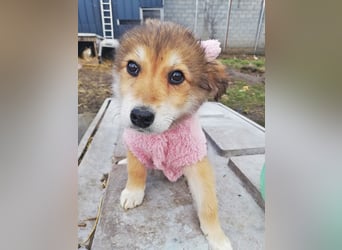 Priya, Welpenmädchen möchte die Welt entdecken