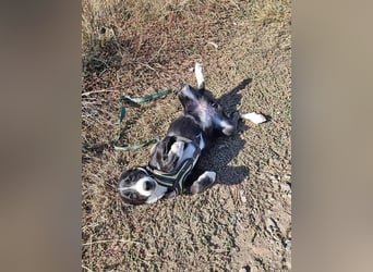 Kohaku, verspielt und lieb