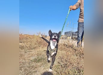 Kohaku, verspielt und lieb