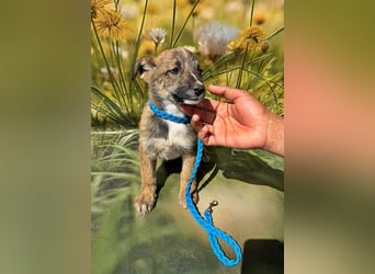 Peanut, neugierig und verspielt