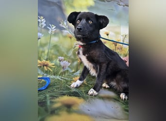 Sera, lieb aber noch etwas schüchtern