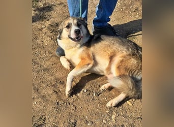 Charly (2), freundlich und neugierig