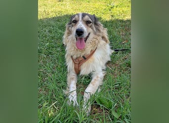 Carlotta, sucht einen Gnadenplatz