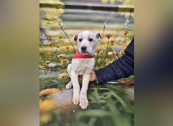 Fay, sucht ein Kuschelkörbchen