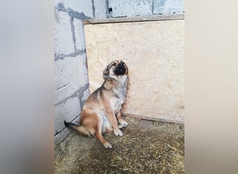 Kira, lieb und verspielt