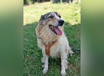 Carlotta, sucht einen Gnadenplatz