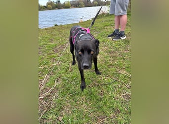 Bella, auf einer Pflegestelle in 48527 Nordhorn