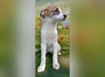 Lana, süße Hündin wartet auf Dich!