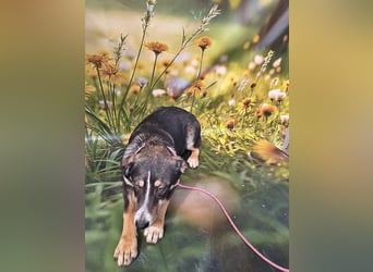 Nelly, sensible junge Hündin sucht ihr Glück