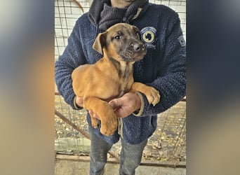 Lulu lustiges Welpenmädchen