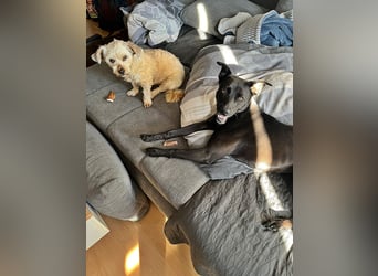 Bella, auf einer Pflegestelle in 48527 Nordhorn