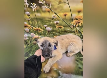 Toby, verspielt und lieb